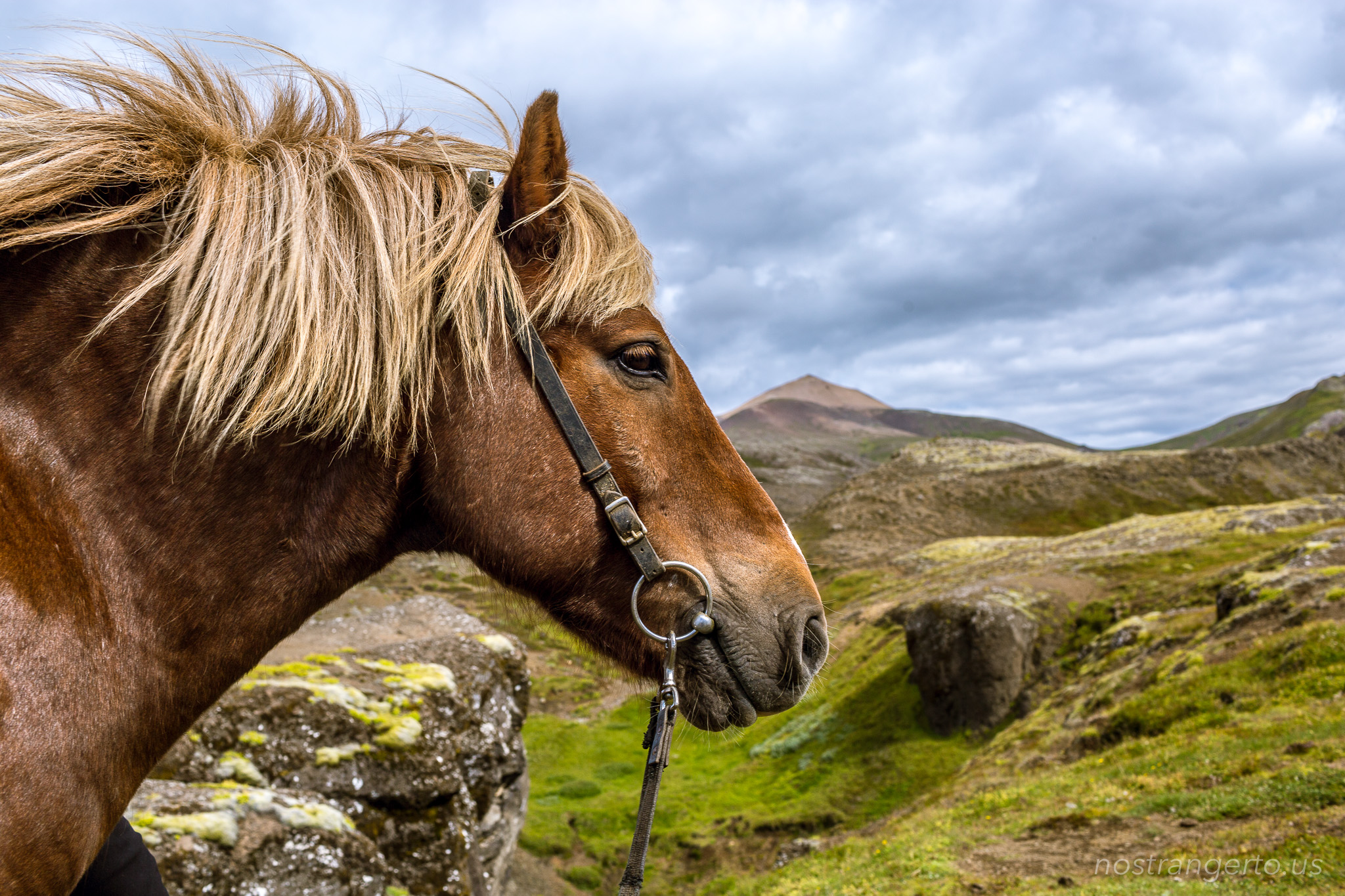 Icelanding Horse against the landscape