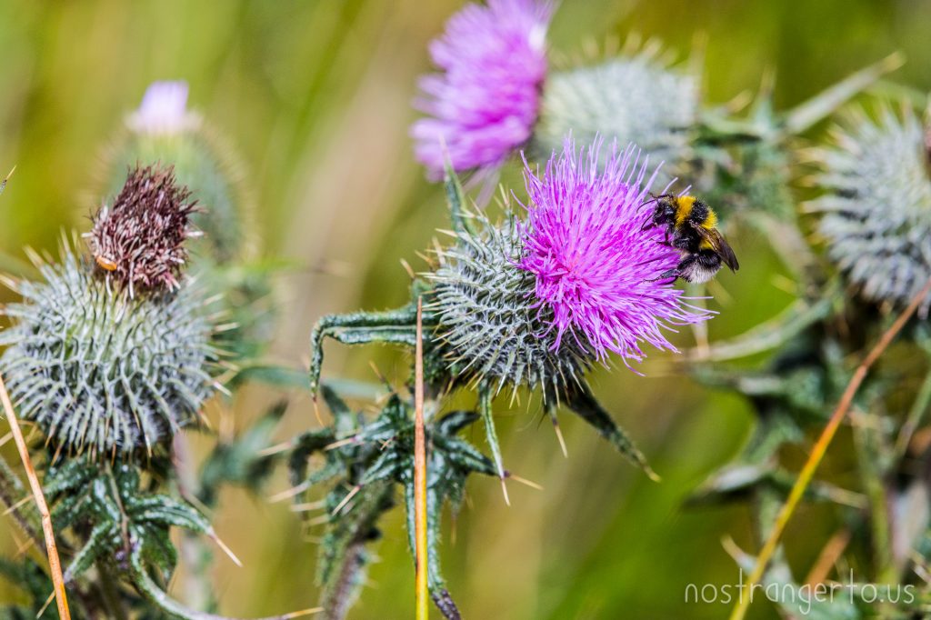 Purple Scottish Thistle being pollinated by a bee