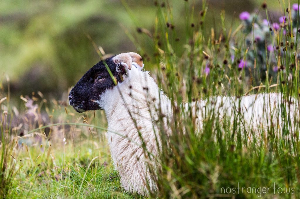 Scottish Sheep chilling' in the grass