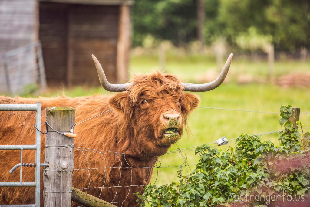 This Scottish highland coo loved to eat grass clippings.