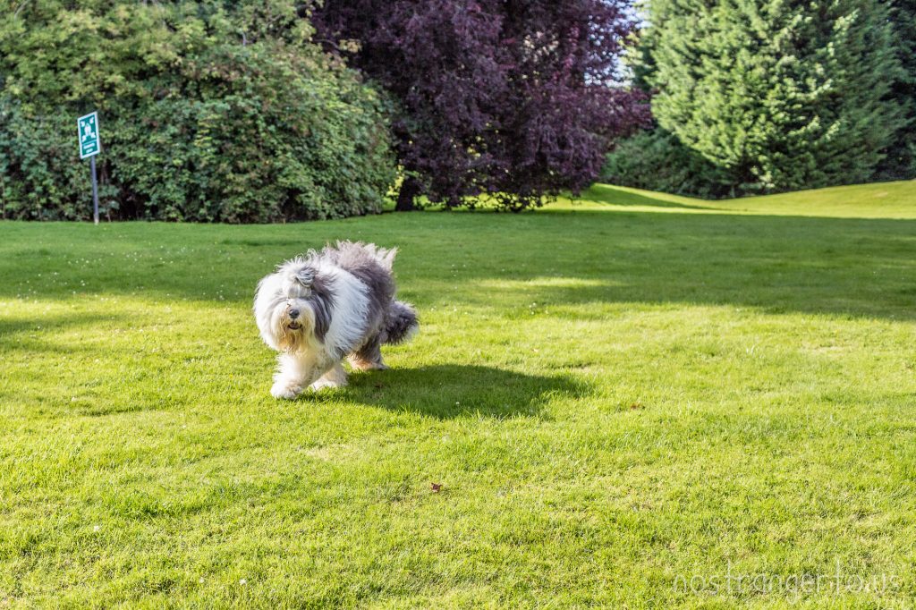 Wallace slows down and circles around, in classic sheep dog fashion.