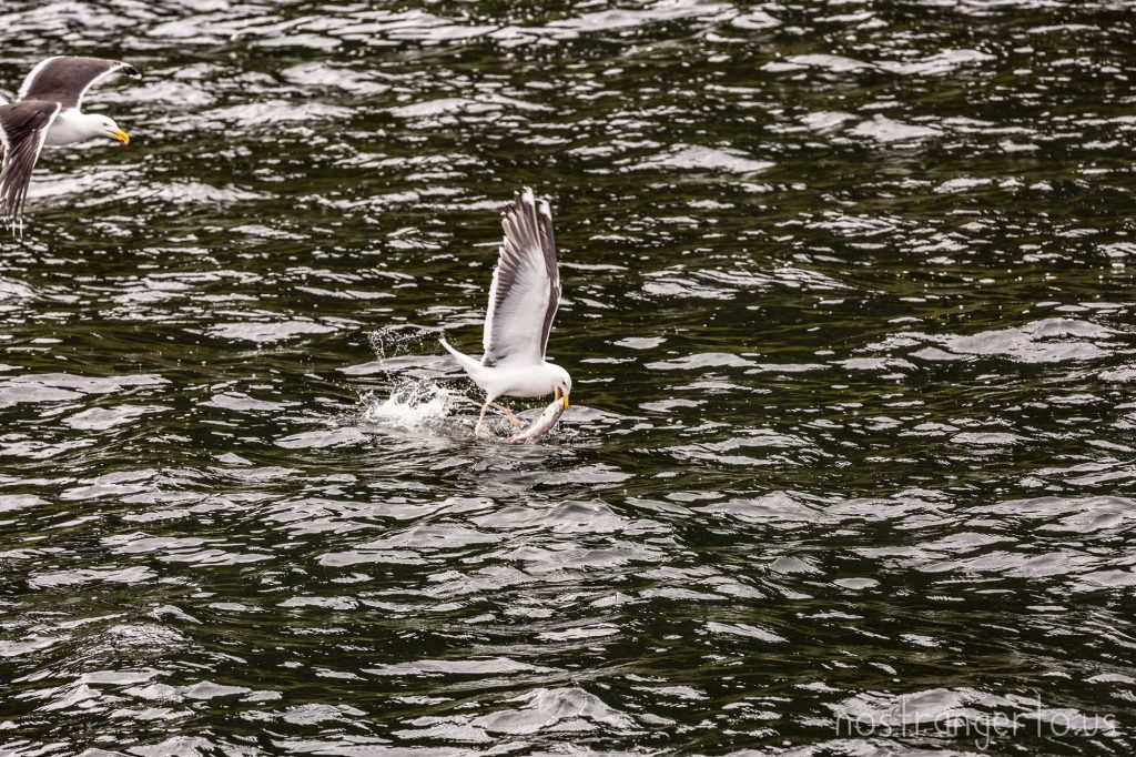 Seagulls snag the bait set for an Eagle