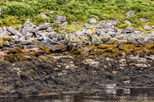 Harbor Seals in the Hebrides